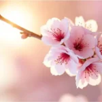 EQUINÓCIO DE PRIMAVERA NO JAPÃO